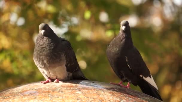 Taube Und Taube Sitzen Neben Einem Schönen Hintergrund — Stockvideo