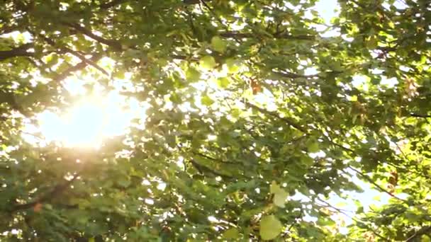 le soleil fait son chemin à travers les cimes des arbres 