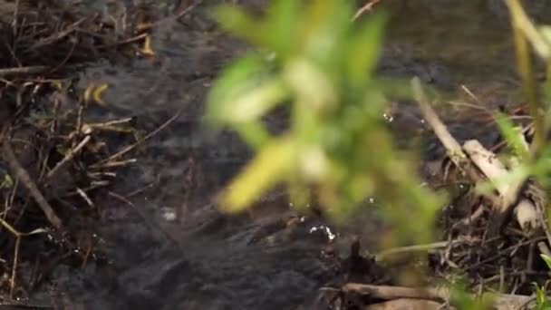 버드나무 아래흐르는 — 비디오