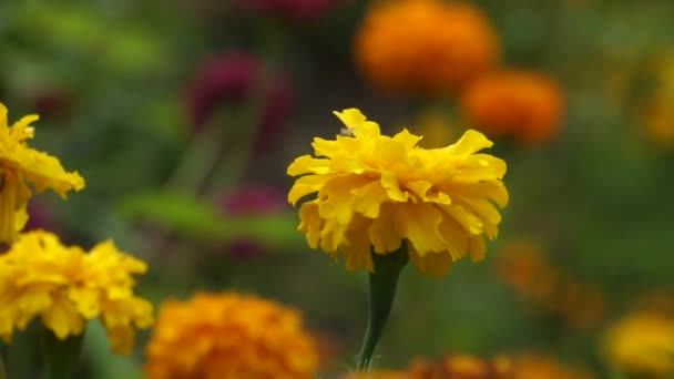 Κίτρινα Πορτοκαλί Λουλούδια Ανθίζουν Στο Παρτέρι — Αρχείο Βίντεο