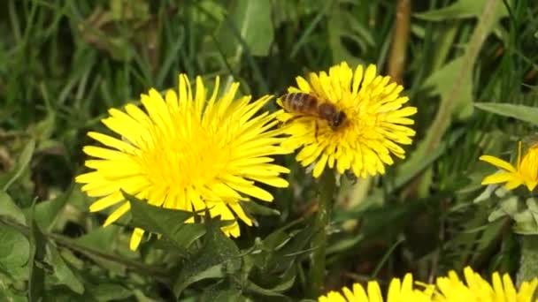 Biene Sammelt Nektar Auf Gelbem Löwenzahn — Stockvideo