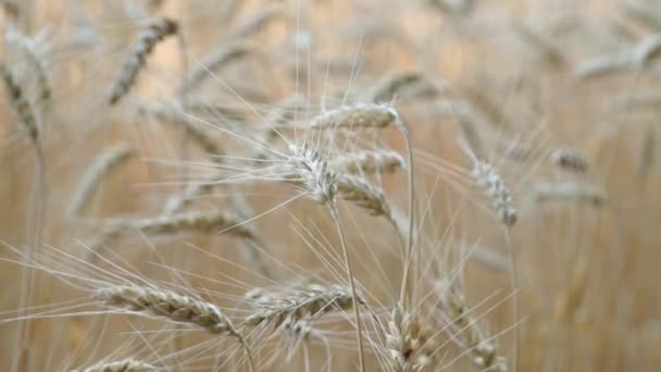 Wind Schudt Rijpe Oren Die Het Veld Groeien — Stockvideo