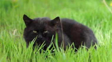 Siyah kedi, yumuşak güneşin üzerinde yeşil çimlerin üzerinde yatıyor.
