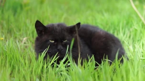 黒い猫は緑の草の上に横たわる優しい太陽の上に横たわっています — ストック動画