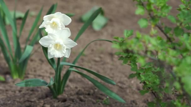 Narcisos Blancos Florecieron Parterre — Vídeos de Stock