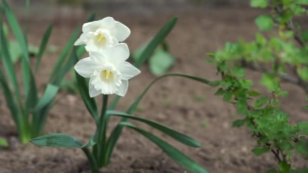 Білі Нарциси Розквітли Клумбі — стокове відео