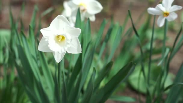 Weiße Narzissen Blühten Auf Dem Blumenbeet — Stockvideo
