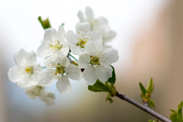 Branche Poire Fleur Blanche Extérieur Gros Plan — Photo