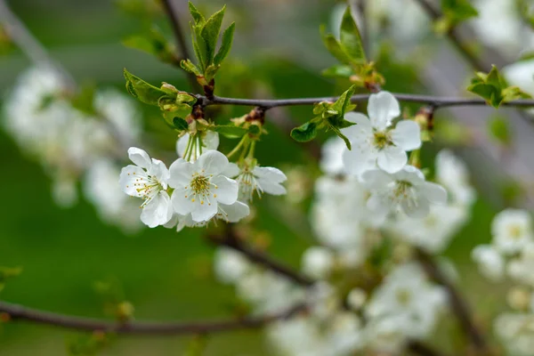 Fleur Poire Blanche Sur Fond Vert Printemps Gros Plan — Photo