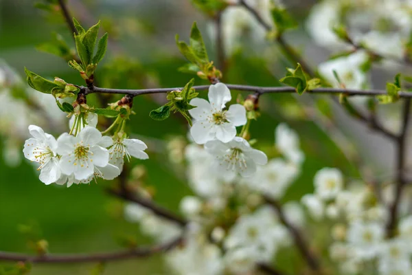 Fleur Poire Blanche Sur Fond Vert Printemps Gros Plan — Photo