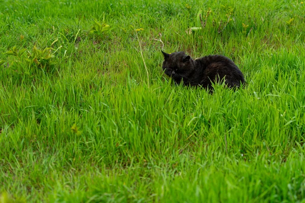 Gato Preto Descansando Grama Verde Dia Primavera Quente — Fotografia de Stock