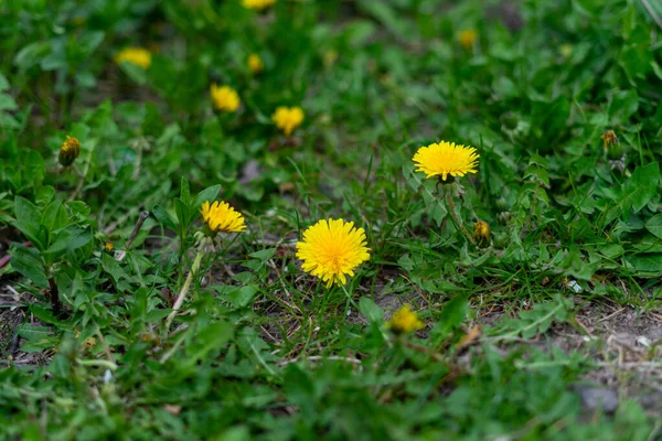 Güzel Sarı Karahindiba Bahçede Yetişen Yeşil Otlar — Stok fotoğraf