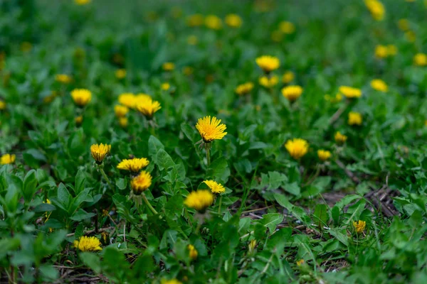 Krásná Žlutá Pampeliška Zelená Tráva Rostoucí Zahradě — Stock fotografie