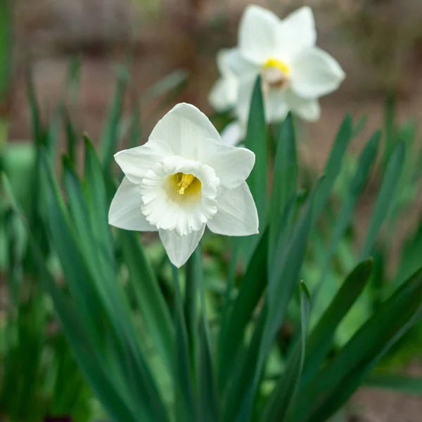 Narciso Tubular Flor Delicada Branca Com Caule Fino Aroma Requintado — Fotografia de Stock