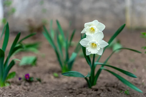 Narciso Tubular Flor Delicada Branca Com Caule Fino Aroma Requintado — Fotografia de Stock