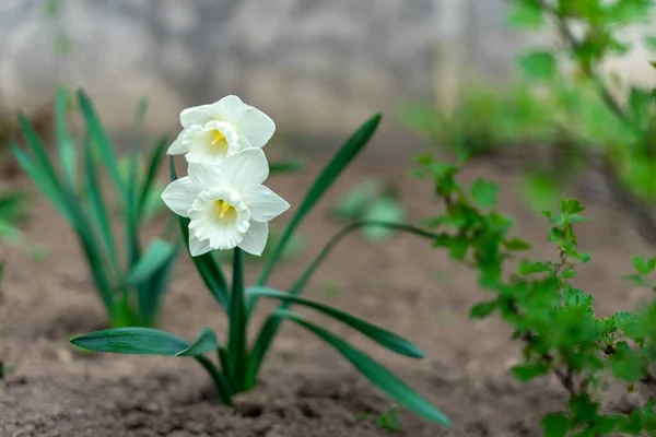 Narciso Tubular Flor Delicada Branca Com Caule Fino Aroma Requintado — Fotografia de Stock