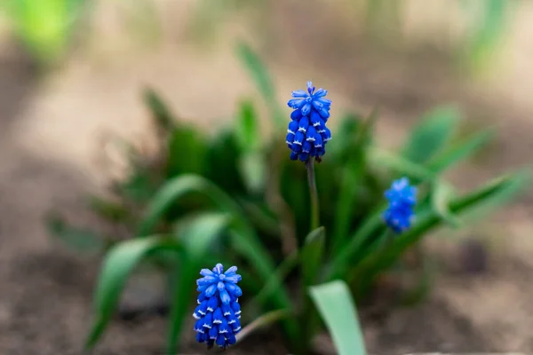 Muscari Brilhante Azul Início Primavera Flor Cresce Livre — Fotografia de Stock