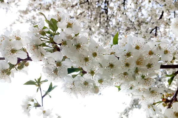 Fleur Délicate Blanche Sur Cerise Fleurs — Photo