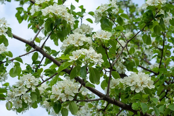 树上开着一朵又白又茂密的花 — 图库照片