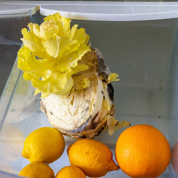 Buzdolabında limon, portakal ve lahana bozuldu.