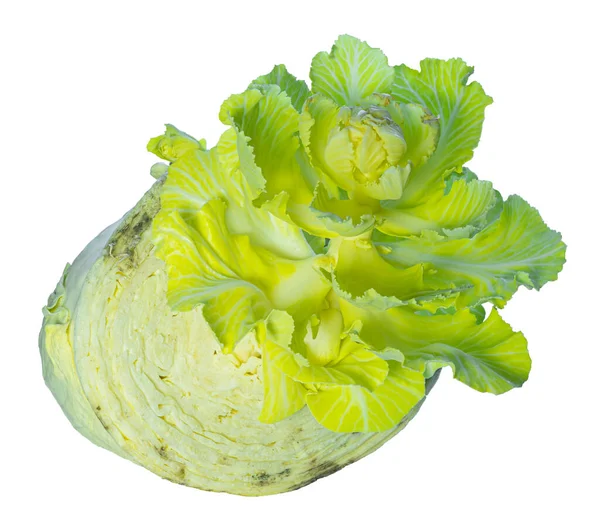 Old Cabbage Gives Life Young Cabbage — Stock Photo, Image