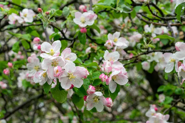 Floraison Rose Blanc Vif Pommiers Après Pluie — Photo