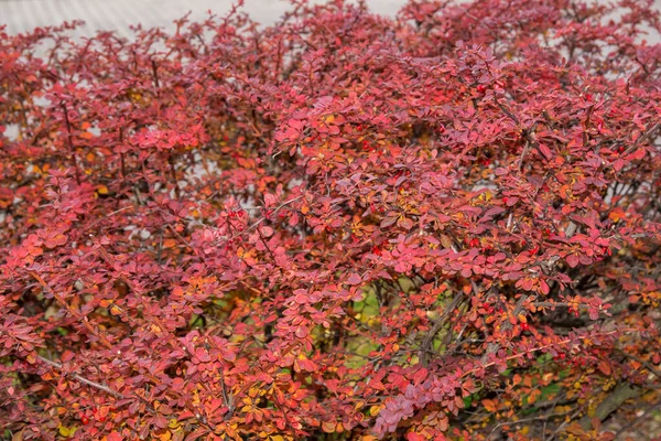 Balanço Bebê Durante Quarentena Sob Uma Árvore Floração — Fotografia de Stock