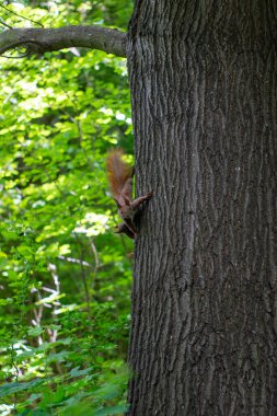 Sincap ailesi ağaçta eğleniyor.