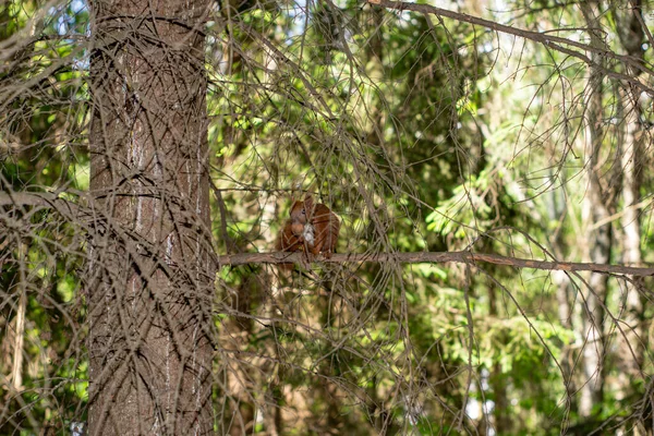 다람쥐는 나무의 가지에 견과를 먹는다 — 스톡 사진