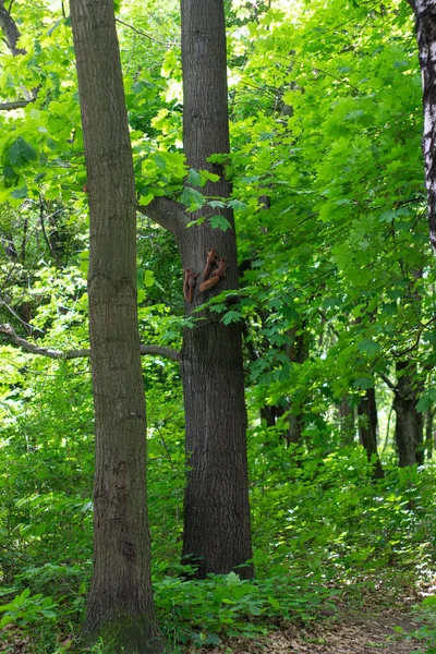 Μια Οικογένεια Τεσσάρων Σκίουρων Τρέχει Κατά Μήκος Ενός Κορμού Δέντρου — Φωτογραφία Αρχείου