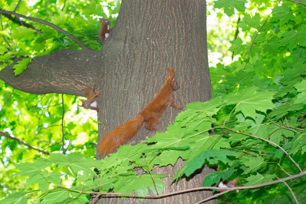 Esquilos Família Corre Longo Tronco Árvore — Fotografia de Stock
