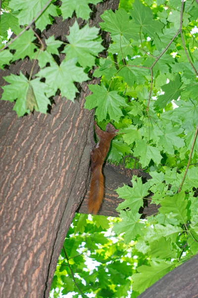 Esquilo Vermelho Corre Até Tronco Árvore — Fotografia de Stock