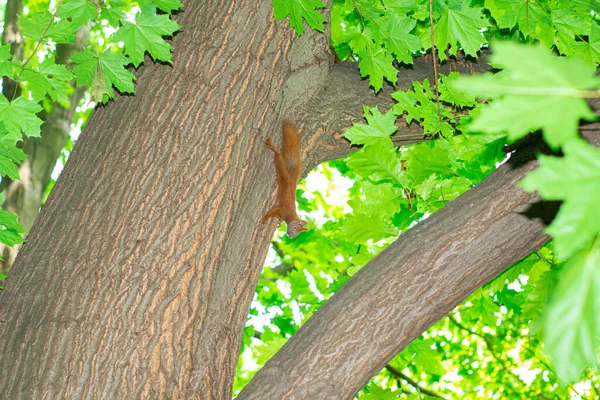 Ardilla Colgando Del Árbol Boca Abajo Sosteniendo Parte Posterior Del —  Fotos de Stock