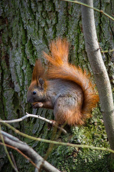 Eekhoorn Zit Een Droge Tak Van Een Boom Eet Een — Stockfoto