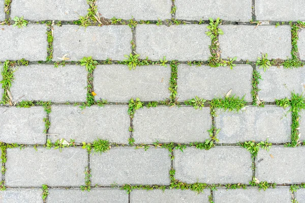 Green Grass Sprouted Old Cement Beech — Stock Photo, Image