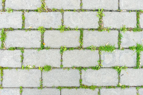 Grama Verde Brotou Entre Faia Cimento Velho — Fotografia de Stock