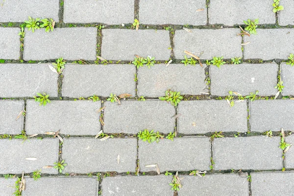 Erba Verde Germogliata Tra Vecchio Faggio Cemento — Foto Stock