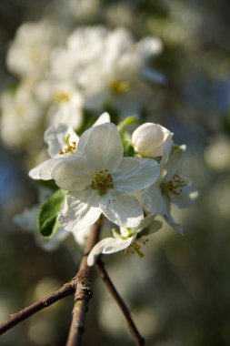 Beyaz elma çiçekleri açık havada kapanıyor.        