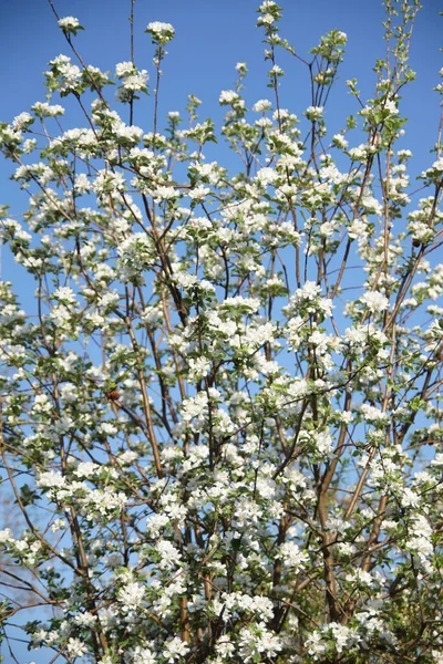 Vita Äpple Blommor Upp Utomhus — Stockfoto