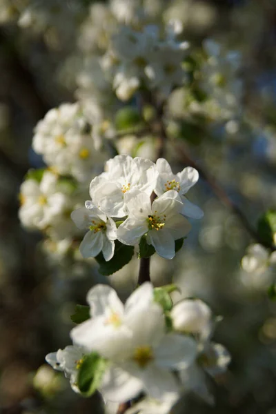 Les Fleurs Pomme Blanche Rapprochent Sur Extérieur — Photo