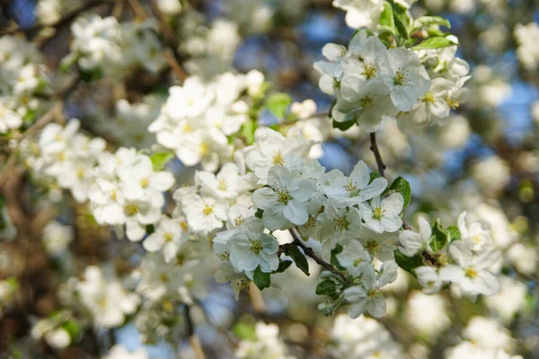Белые Цветы Яблони Закрываются Открытом Воздухе — стоковое фото