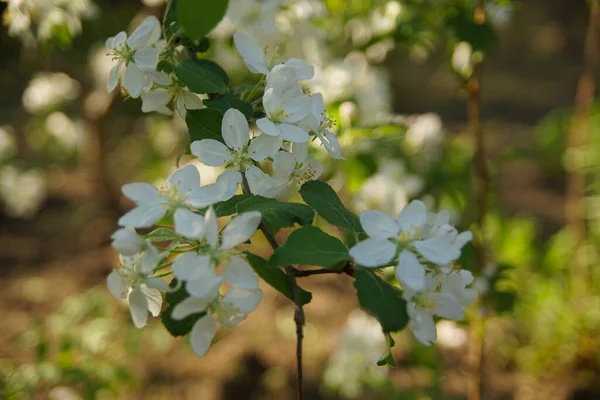 屋外に白いリンゴの花が咲いていて — ストック写真