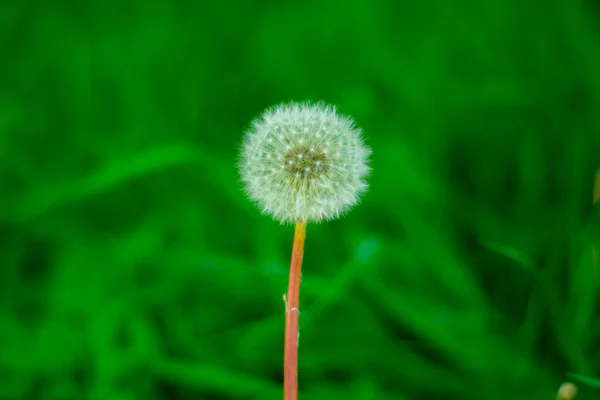 Overblown Dandelion Photographed Green Bright Blurred Background — Stock Photo, Image