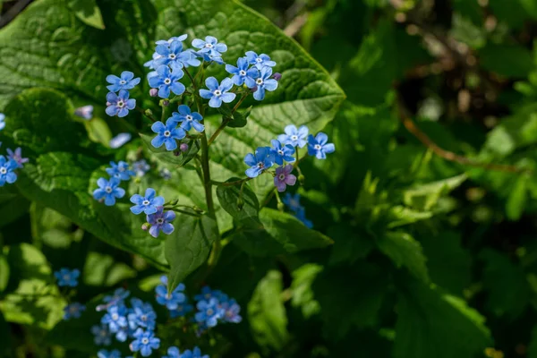 Parlak Yeşil Arka Planda Yabani Mavi Çiçeklerin Infloresanları — Stok fotoğraf