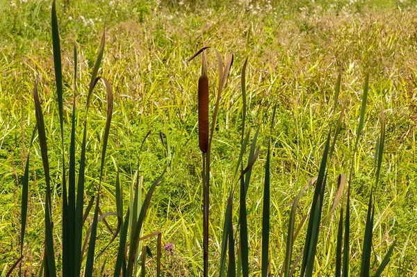 Övervuxna Vass Bakgrund Grönt Och Gult Gräs Solig Dag — Stockfoto