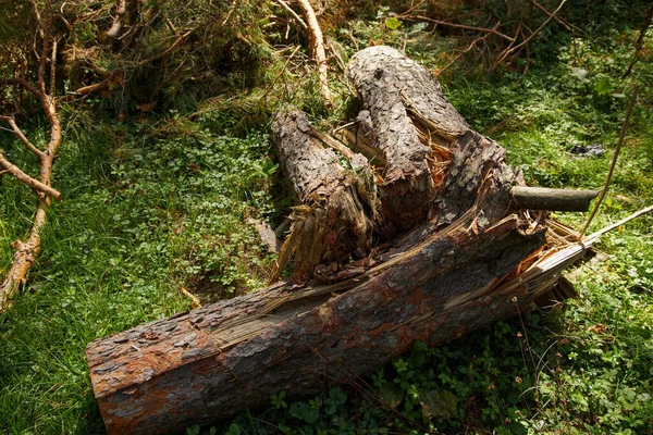Starý Strom Polámaný Spadlý Leží Zelené Trávě — Stock fotografie