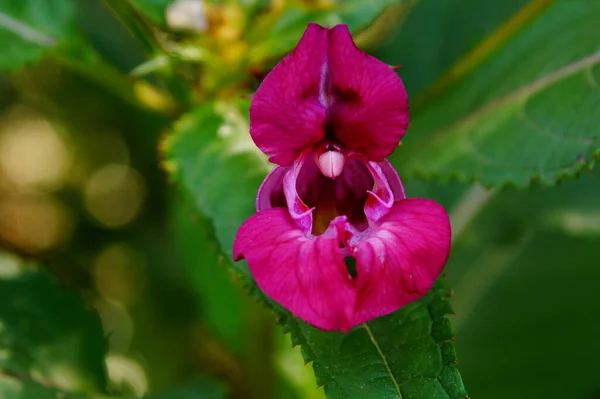 Φωτεινό Ροζ Λουλούδι Μεγαλώνει Στον Κήπο Impatiens Balsamina — Φωτογραφία Αρχείου