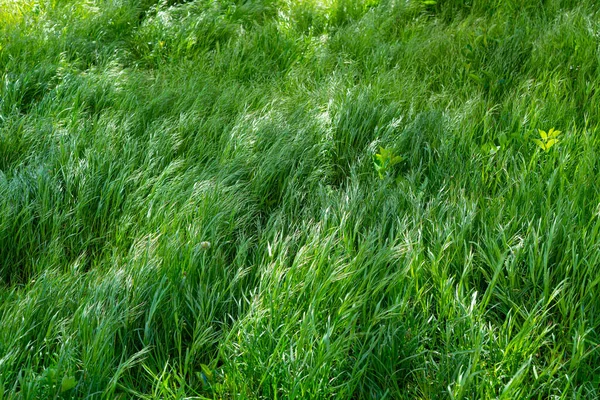 Bakgrund Unga Stora Och Frodiga Grönt Gräs — Stockfoto