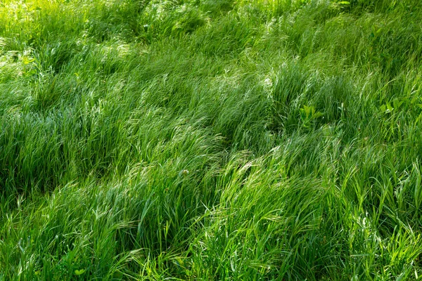 Bakgrund Unga Stora Och Frodiga Grönt Gräs — Stockfoto