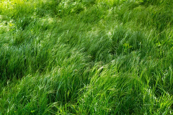 Pozadí Mladé Velké Svěží Zelené Trávy — Stock fotografie